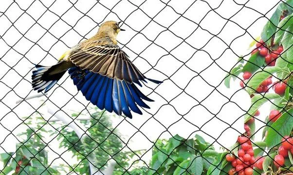 Bird protection nets in Hyderabad